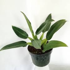 tanaman hias Philo eceng - philodendron eceng - philo katak-murah