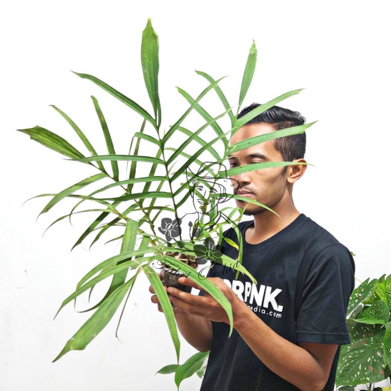 FahriOrchid - Raphidophora tenuis