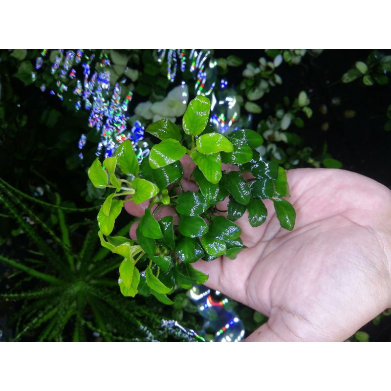 Anubias petite mother plant gen tropica full air, bukan pinto, nana, golden, panda, stardust, new ma