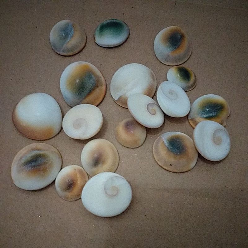 Paketan keong buntet Asli 20 pcs