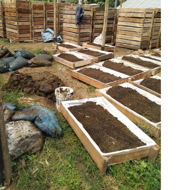 ✮ Cacing Tanah Anc 1 KG Bisa ❂