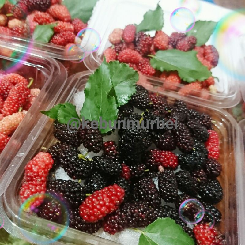 

Buah Murbei Perpack...Segar Dengan Buah Pilihan