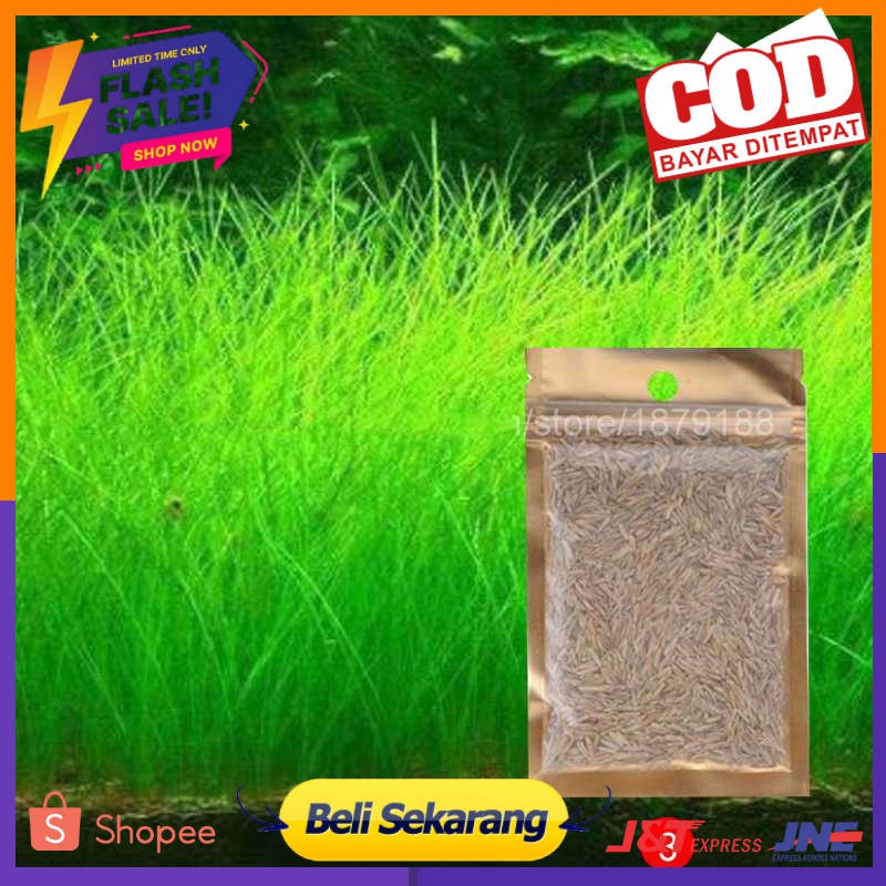 Bibit Rumput Air Dekorasi Aquarium Landscape Ornament - H0027