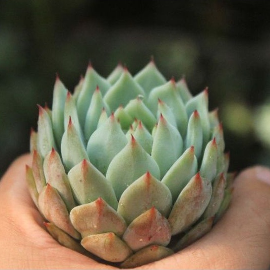 Sukulen Import Echeveria Tippy