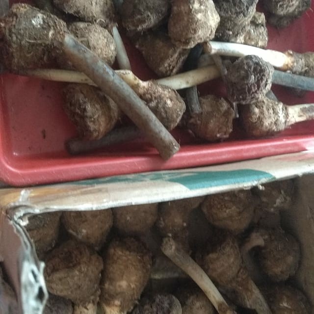 umbi keladi/umbi keladi tisu