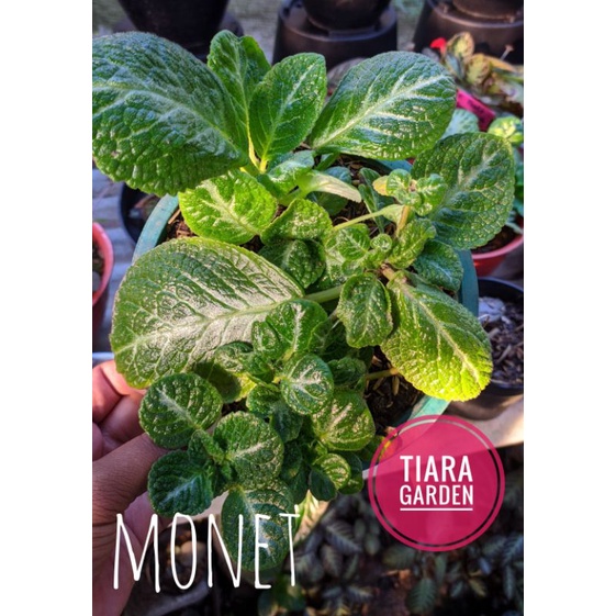 Episcia Monet (bunga kuning)