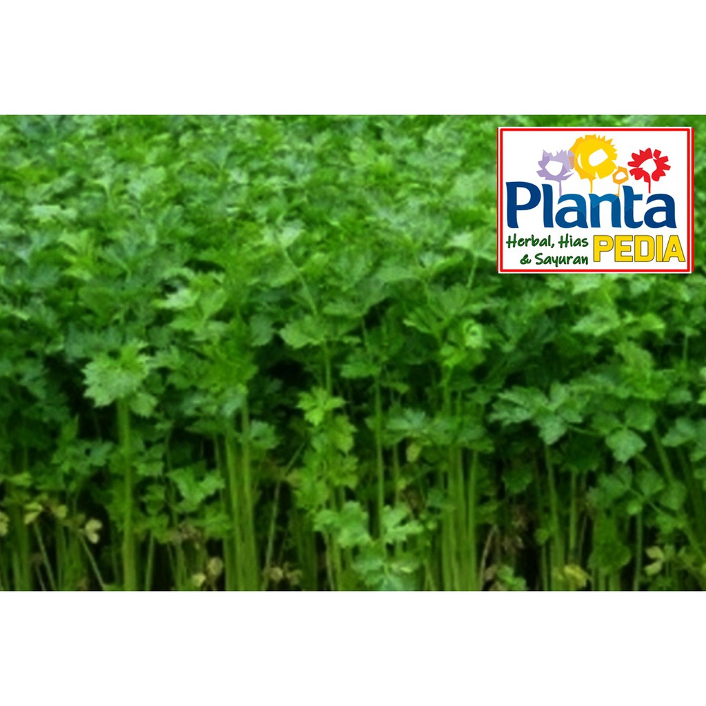 

SELEDRI SAYURAN SEGAR MAKANAN SEGAR MINUMAN DIET SEHAT TENSI, KANKER,KOLESTEROL, FERTILITAS PRIA