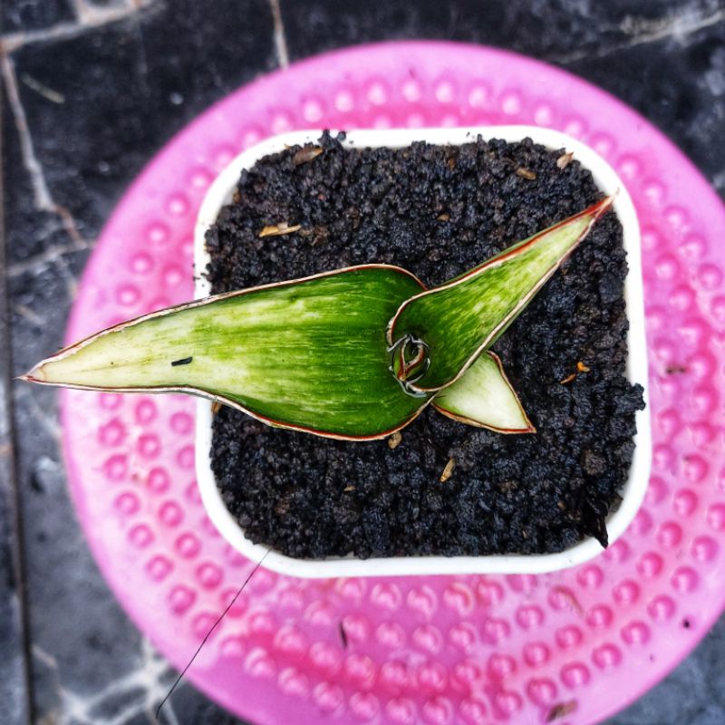 Sansivera Robusta Dwarf Varigata Putih #04