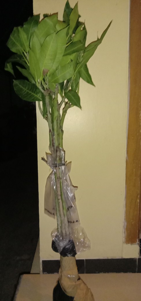 Paket 3 Bibit Mangga Kiojai Supermurah