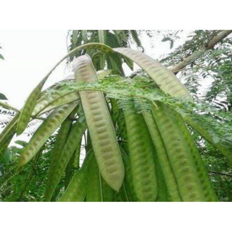 tanaman petai cina