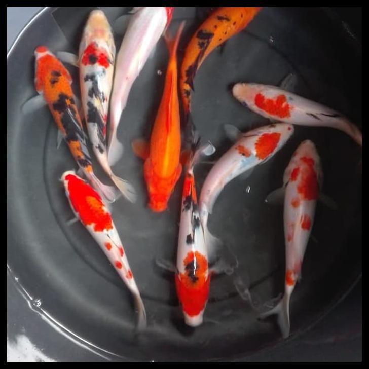 BIBIT IKAN KOI BLITAR BERKUALITAS 13-15 CM