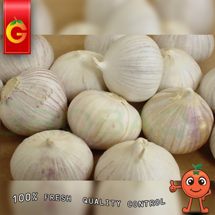 

SAYUR BAWANG PUTIH TUNGGAL 100 GRAM FRESH