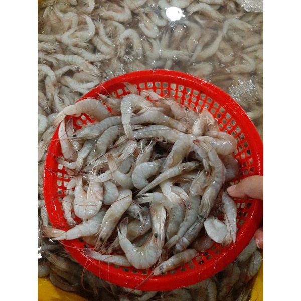 

PROMO UDANG SEGAR PANAMI SIZE 110 GARANSI