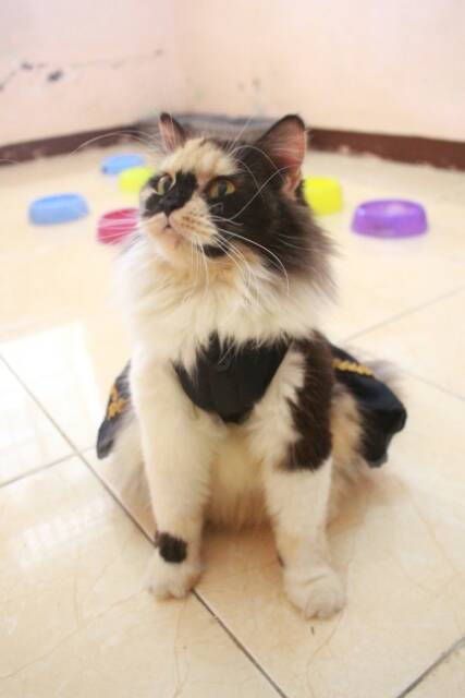 Dress black mumu pita kuning / dress kucing lucu murah terlaris / baju kucing murah size S M L XL