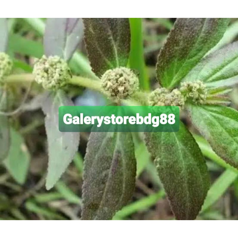 

Daun patikan kebo segar 300 gram petik langsung-az