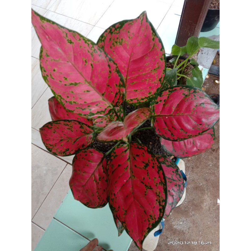 aglonema dud anjamani indukan