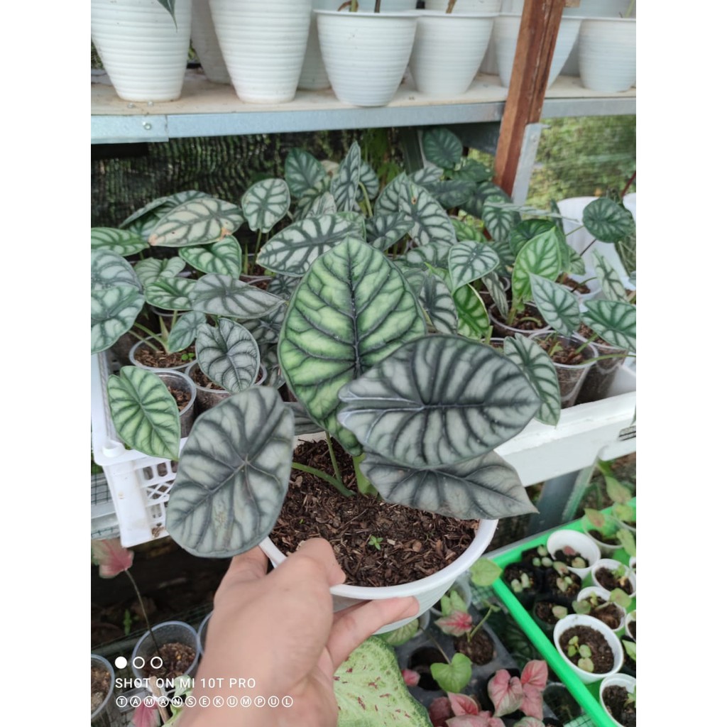 Rawatan Alocasia Dragon Silver [Daun 1-6] - Dragon Silver, Dragon Scale, Keladi Tengkorak, Tanaman A