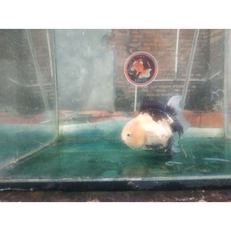 Ikan Mas Koki Oranda black gold