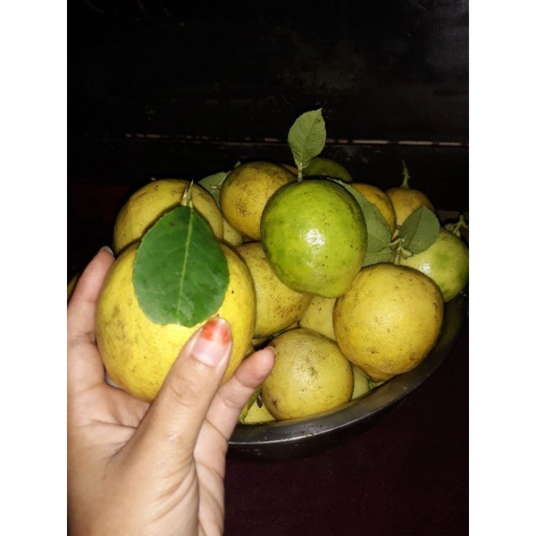 

Jeruk Lemon lokal Super