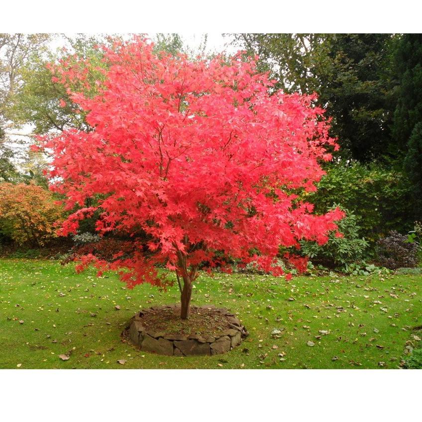[VIP] Amefurashi Bibit Maple Tree Red Maple Pohon Maple Unik