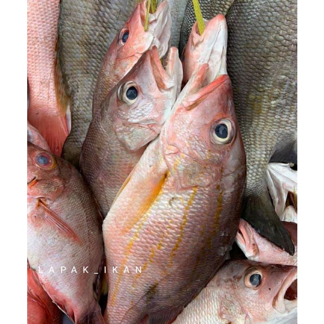 

Ikan Kakap Tanda (Tompel) Segar 1 Kg Hasil Laut Segar