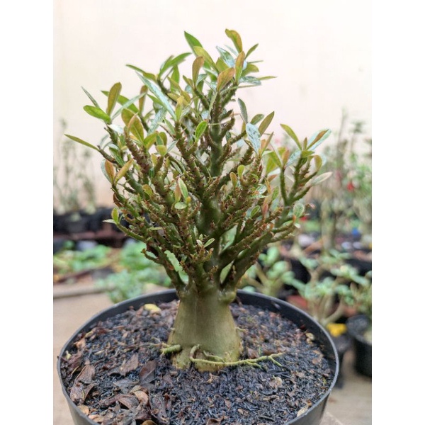 Adenium CABSER Cabang Seribu
