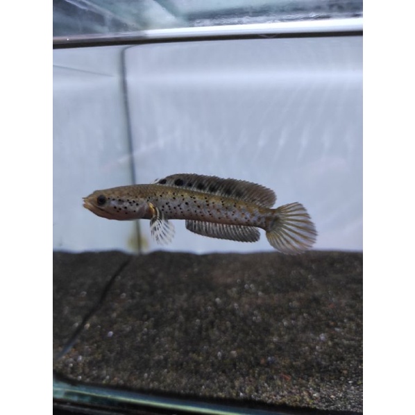 orna yl 6-7cm single tank full pelet