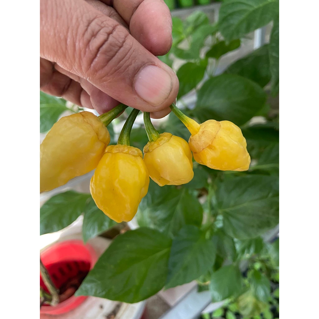 Benih Bibit Biji - Cabai Lele’s Passion Lemon Cabe Pepper Seeds