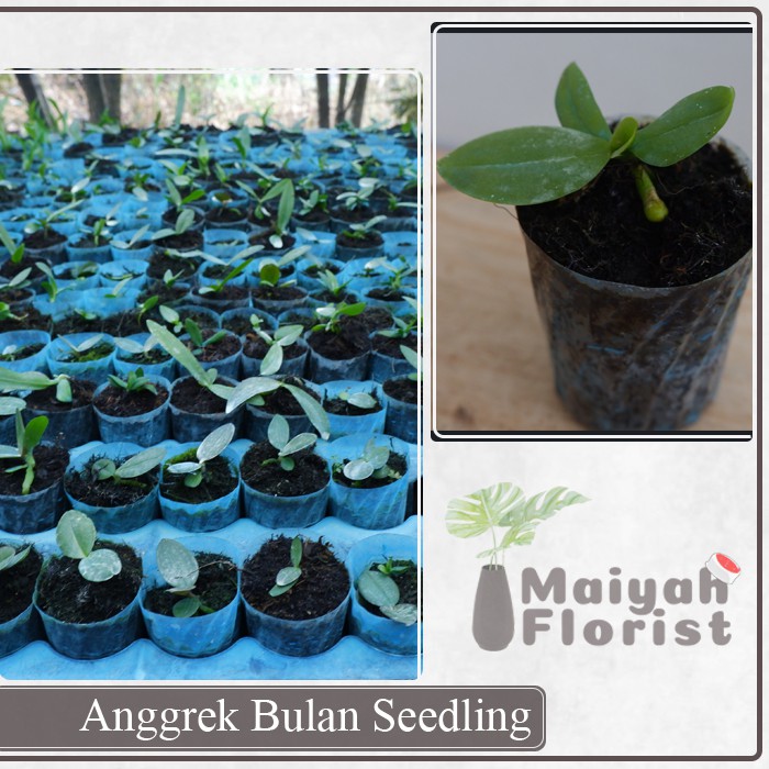 Anggrek Bulan Seedling - Tanaman Hias