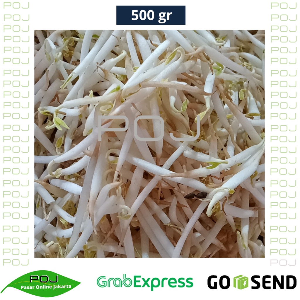 

Toge - Touge 500 gr✓Tauge Panjang✓Tauge Kedelai✓Toge Segar✓Toge Panjang✓ Sayur Toge✓POJ
