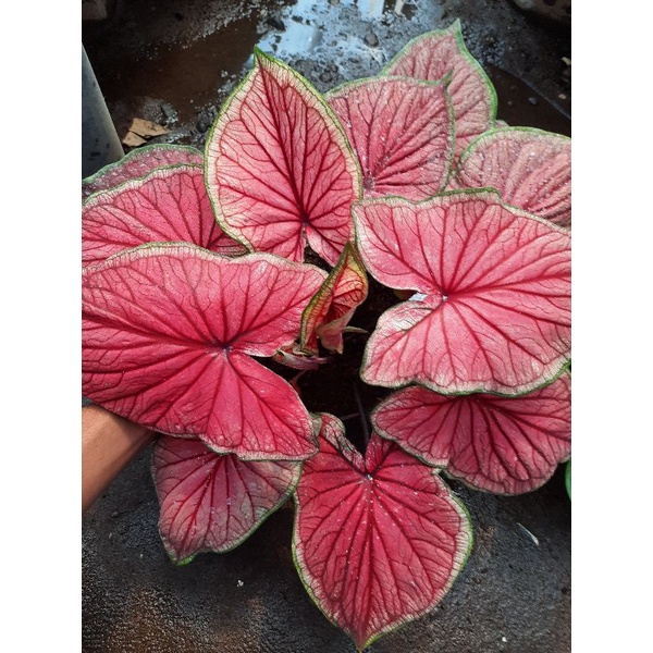 Keladi Red Jaguar Anakan Murah | Tanaman Hias Keladi Red Jaguar Harga Termurah