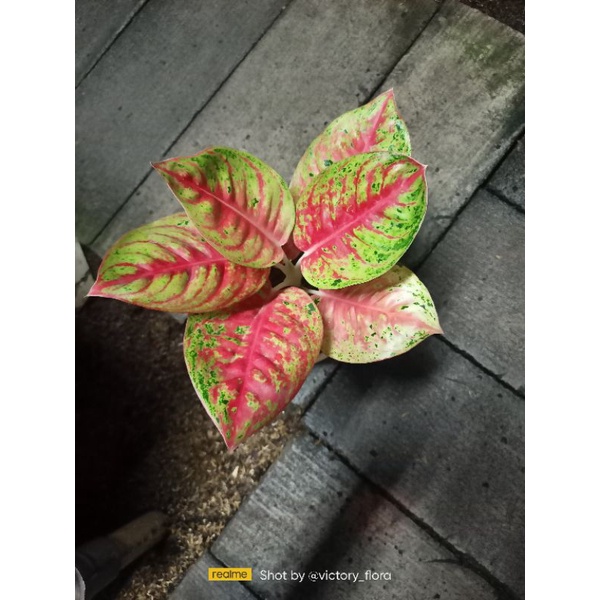 Aglonema mahasety