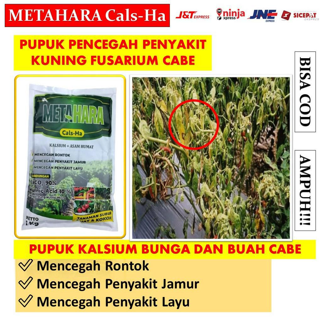 pupuk kalsium metahara obat layu pusarium pada cabe terbaik - obat layu bakteri pada cabe paling lar
