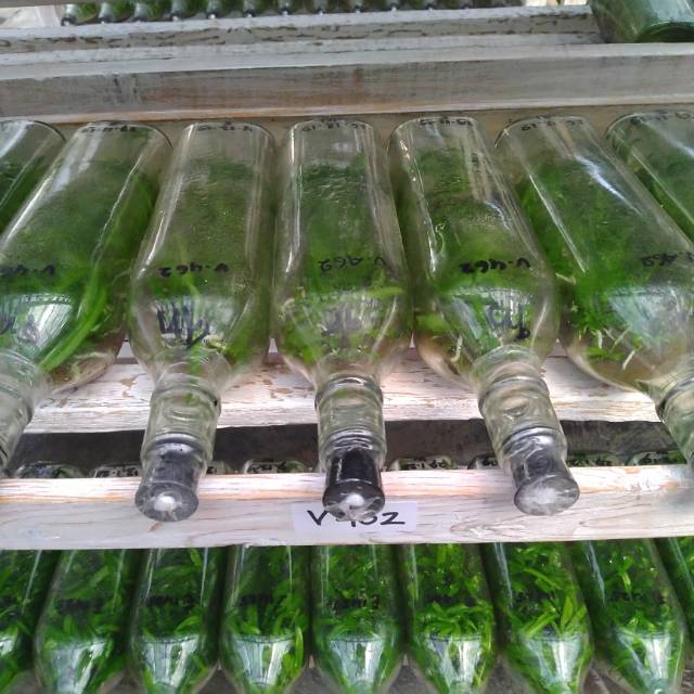 BIBIT ANGGREK VANDA BOTOLAN / ANGGREK VANDA BOTOL