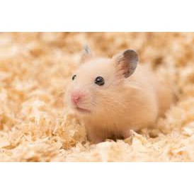 Hamster Syrian Short Hair dan Long Hair