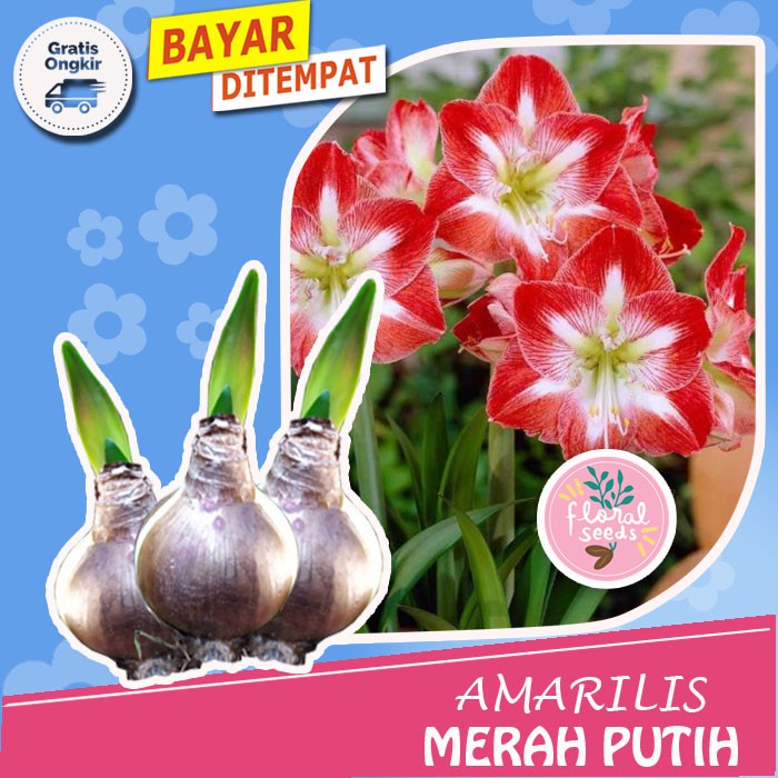 Biji Benih Bunga Tanaman Hias Umbi Bunga Amarilis Merah Putih -tanaman hias