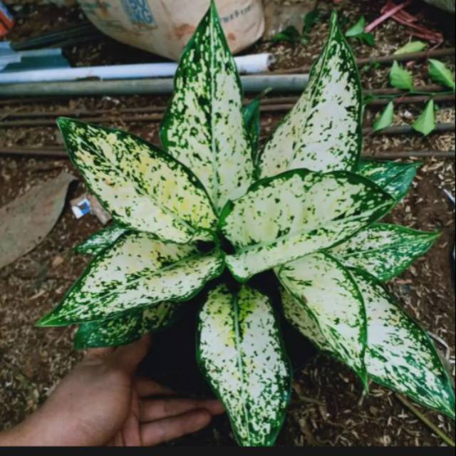 Tanaman hias aglonema snow waite-aglonema salju