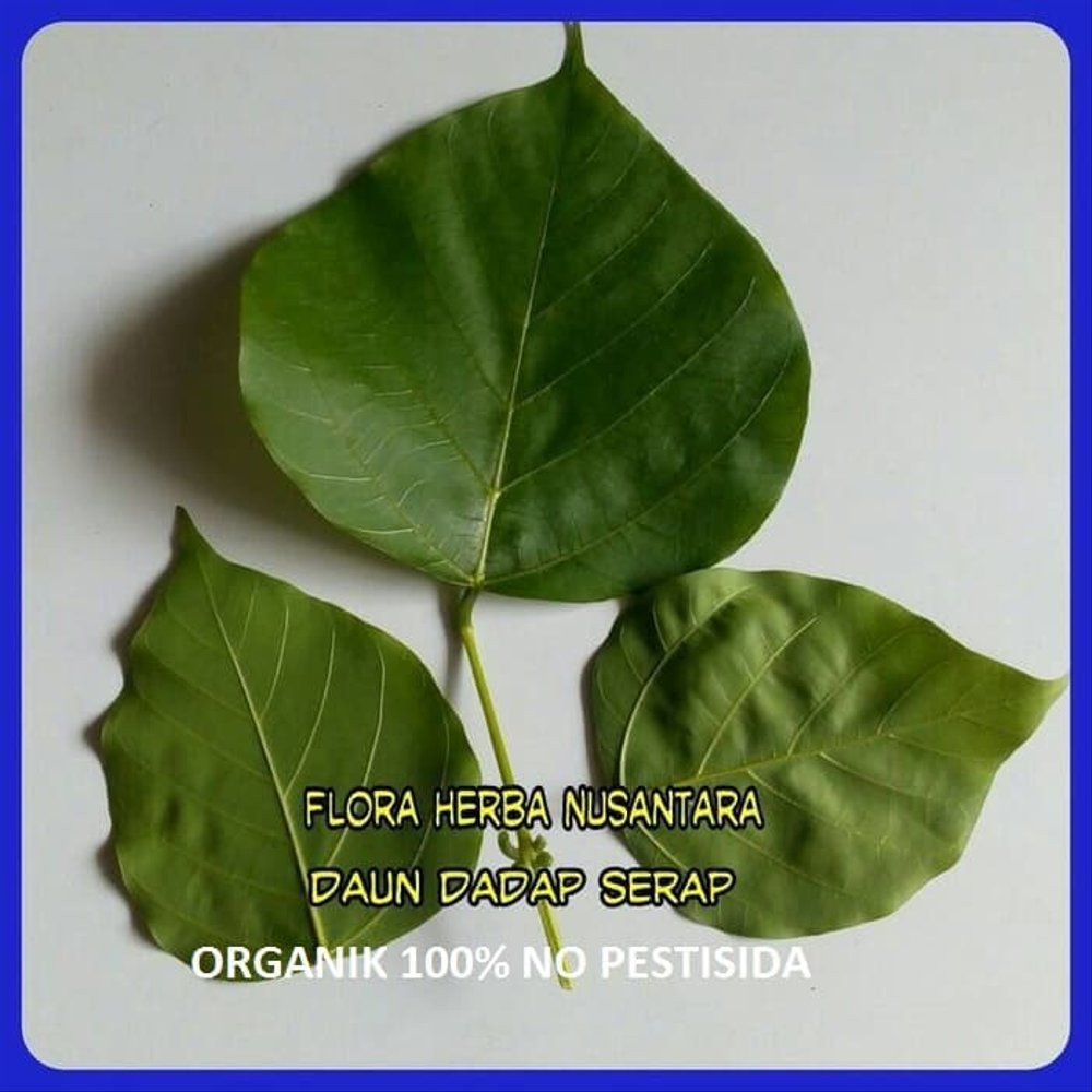 

TERMURAH! Daun Dadap Serep Segar Daun Dadap Serap Per Helai
