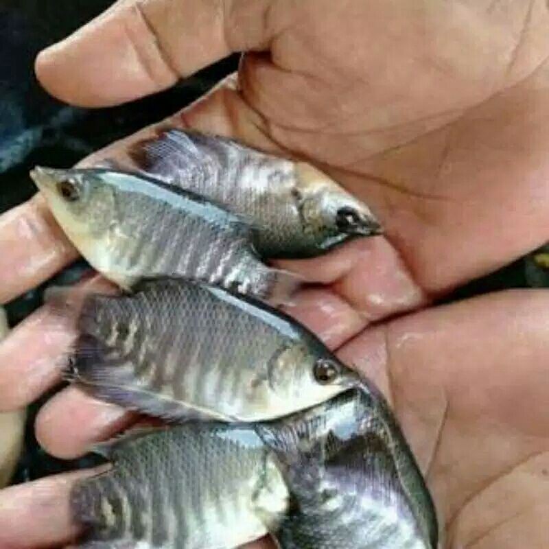 BIBIT GURAME HIDUP 10 EKOR