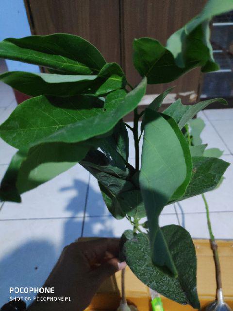 Jual Bibit Alpukat Wina