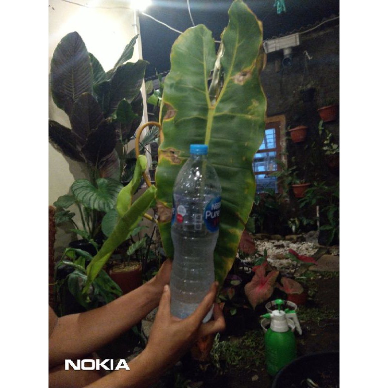 Philodendron Bilitae  BIG SIZE