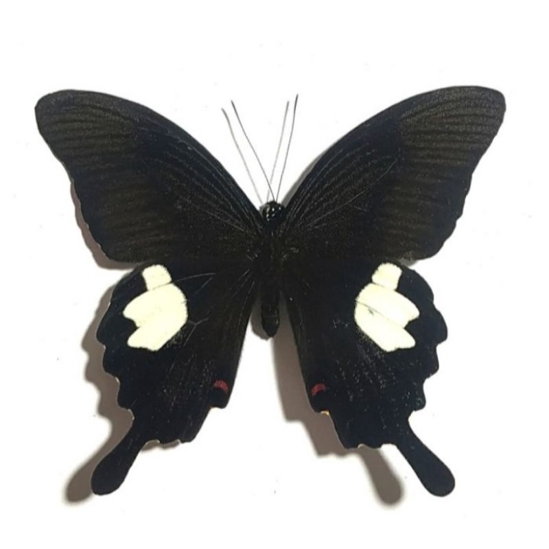 AWETAN KUPU KUPU P. HELENUS