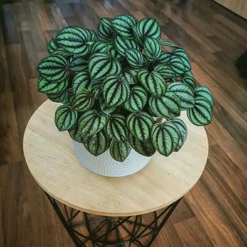 Tanaman hias peperomia silver love/peperomia silver Riple