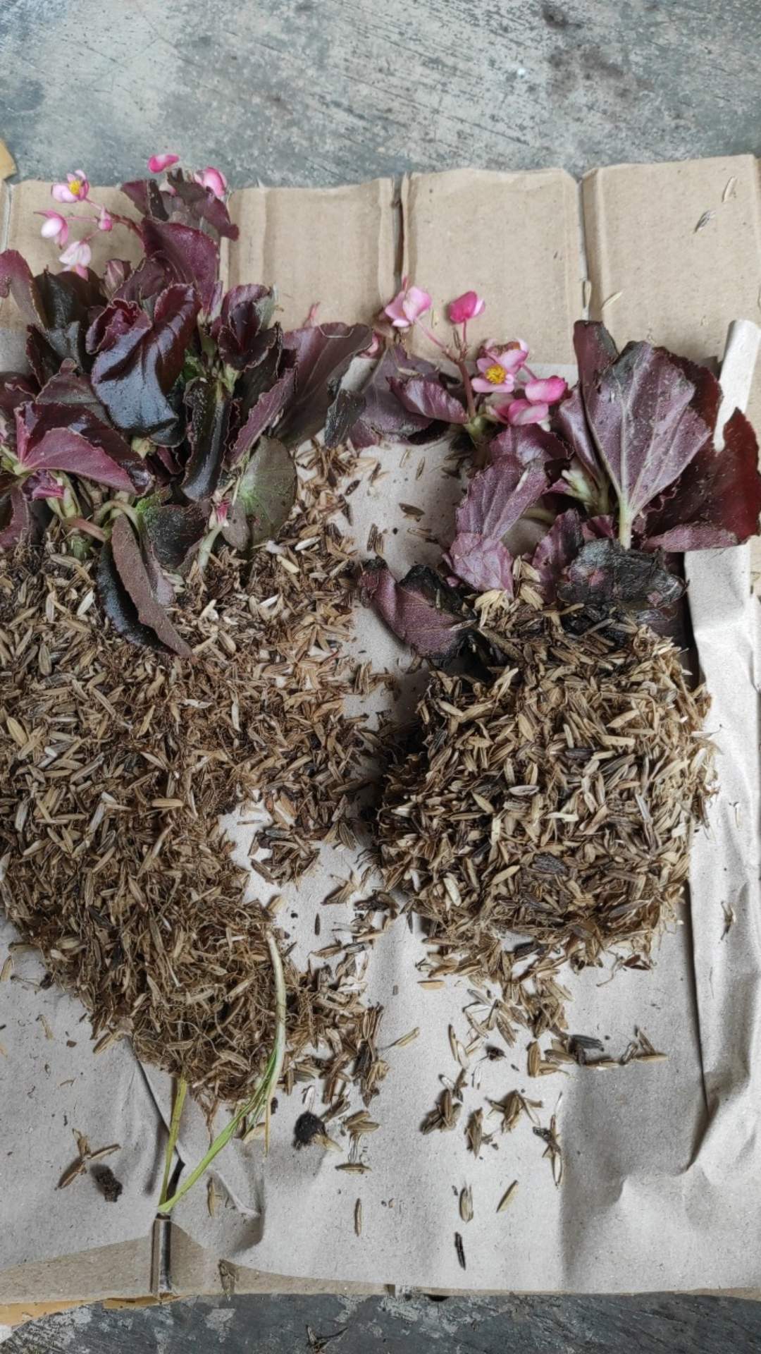 Tanaman Hias Begonia Tanaman Bunga Begonia