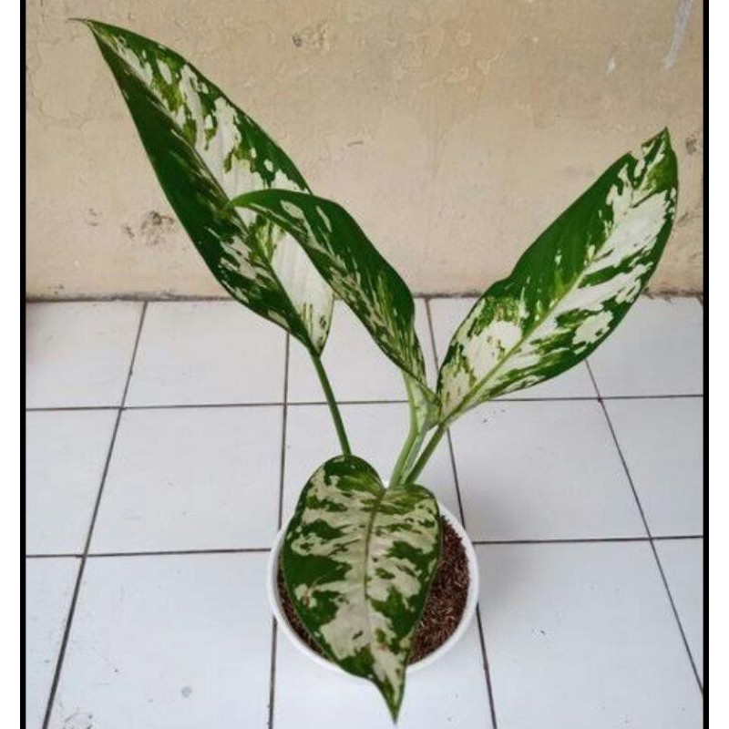 tanaman hias blanceng varigata