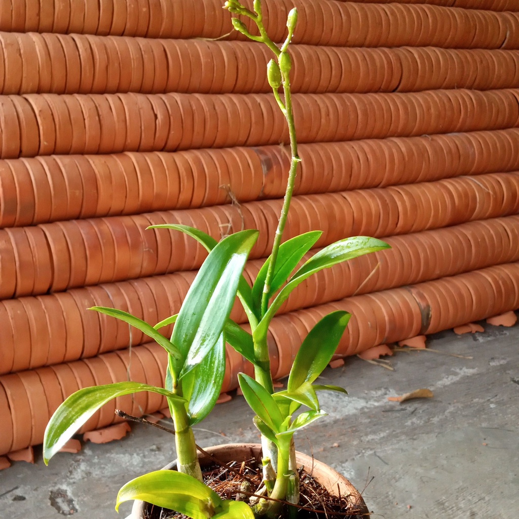 bunga anggrek Dendrobium dewasa-Tanaman hias anggrek kuning-dendro- Tanaman Hidup+Bunga Hidup Murah