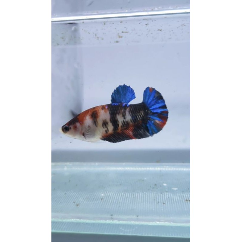 ikan cupang female giant black koi FULL TELUR + VIRGIN SIAP KAWIN