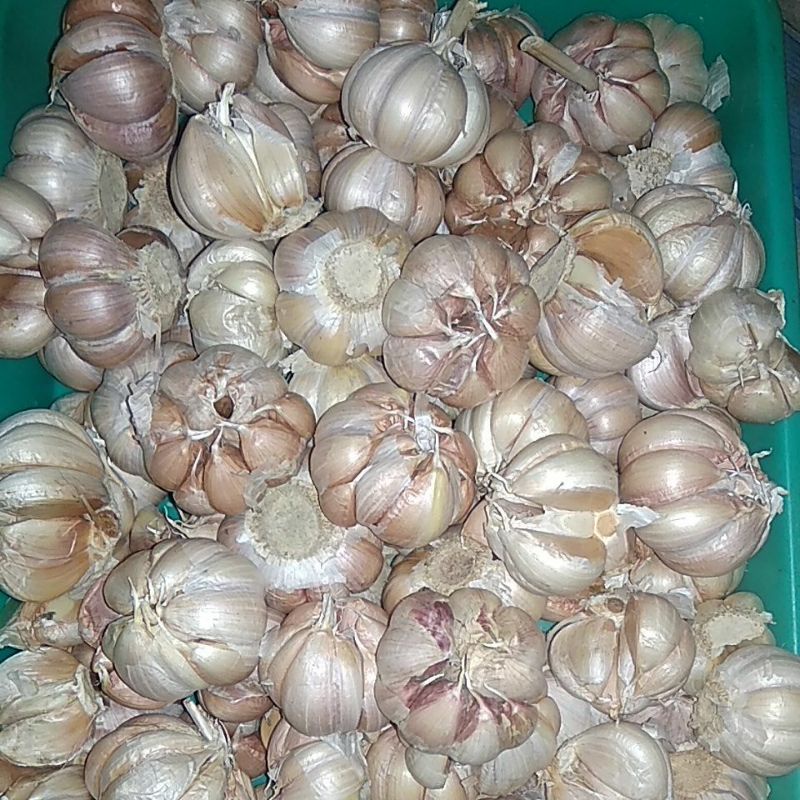 

bawang putih
