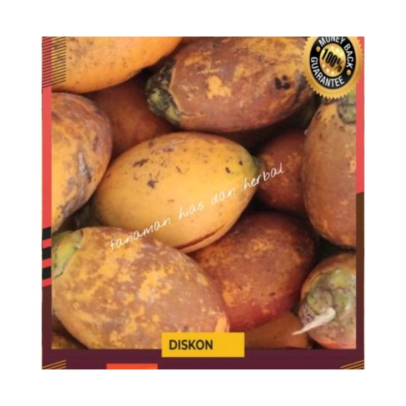 

buah pinang tua segar 250gr