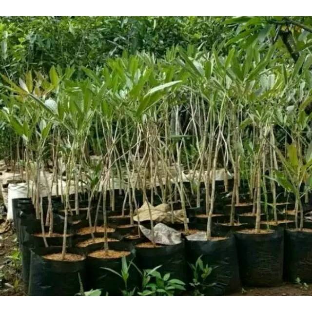 Tanaman hias tabebuya bunga kuning - tabebuya - bibit tabebuya - tabebuya tinggi 1meter